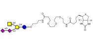 GD2 Ganglioside oligosaccharide linked to biotin (Linker-BT C)