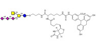 GT2 Ganglioside oligosaccharide linked to biotin and fluorescein (Linker-BT-FLUO A)