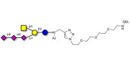 GT2 Ganglioside oligosaccharide grafted on gel for affinity chromatography (Linker-GEL A)
