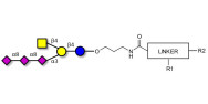 GT2 Ganglioside oligosaccharide with customizable dual functionalization 