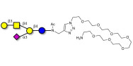 GM1a Ganglioside oligosaccharide with free terminal amine (Linker-NH2 C)