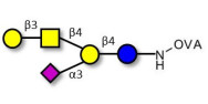 GM1a Ganglioside oligosaccharide grafted on OVA
