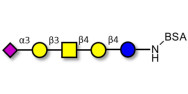 GM1b Ganglioside oligosaccharide grafted on BSA