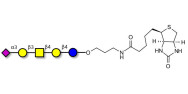 GM1b Ganglioside oligosaccharide linked to biotin (Linker-BT B)