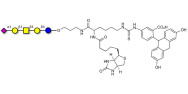 GM1b Ganglioside oligosaccharide linked to biotin and fluorescein (Linker-BT-FLUO A)