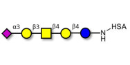 GM1b Ganglioside oligosaccharide grafted on HSA