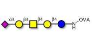 GM1b Ganglioside oligosaccharide grafted on OVA