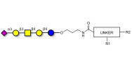 GM1b Ganglioside oligosaccharide with customizable dual functionalization 