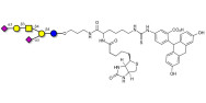 GD1a Ganglioside oligosaccharide linked to biotin and fluorescein (Linker-BT-FLUO A)
