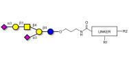 GD1a Ganglioside oligosaccharide with customizable dual functionalization 