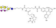 GD1b Ganglioside oligosaccharide linked to biotin and fluorescein (Linker-BT-FLUO A)