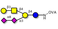 GD1b Ganglioside oligosaccharide grafted on OVA