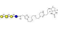 Asialo GM1 Ganglioside oligosaccharide (aGM1) linked to biotin (Linker-BT A)