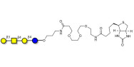 Asialo GM1 Ganglioside oligosaccharide (aGM1) linked to biotin (Linker-BT C)