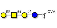 Asialo GM1 Ganglioside oligosaccharide (aGM1) grafted on OVA