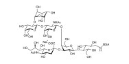 Fucosyl GM1 Ganglioside oligosaccharide grafted on BSA