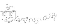 Fucosyl GM1 Ganglioside oligosaccharide linked to biotin (Linker-BT A)