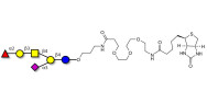 Fucosyl GM1 Ganglioside oligosaccharide linked to biotin (Linker-BT C)