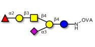 Fucosyl GM1 Ganglioside oligosaccharide grafted on OVA