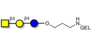 Asialo GM2 Ganglioside oligosaccharide (aGM2) grafted on gel for affinity chromatography (Linker-GEL B)