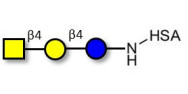 Asialo GM2 Ganglioside oligosaccharide (aGM2) grafted on HSA