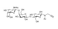 Asialo GM2 Ganglioside oligosaccharide (aGM2) with terminal alkyne (Linker-CΞCH A)