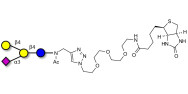 GM2 Ganglioside oligosaccharide analogue linked to biotin (Linker-BT A)