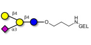 GM2 Ganglioside oligosaccharide analogue grafted on gel for affinity chromatography (Linker-GEL B)