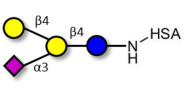 GM2 Ganglioside oligosaccharide analogue grafted on HSA