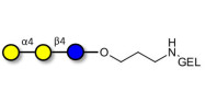 Globotriose (Gb3) grafted on gel for affinity chromatography (Linker-GEL B)