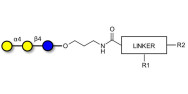 Globotriose (Gb3) with customizable dual functionalization 