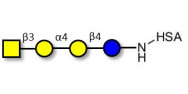 Globotetraose (Gb4) grafted on HSA