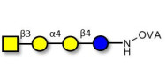 Globotetraose (Gb4) grafted on OVA