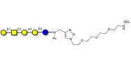 Globopentaose (Gb5) / Stage Specific Embryonic Antigen 3a (SSEA-3a) grafted on gel for affinity chromatography (Linker-GEL A)