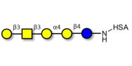 Globopentaose (Gb5) / Stage Specific Embryonic Antigen 3a (SSEA-3a) grafted on HSA