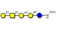 Globopentaose (Gb5) / Stage Specific Embryonic Antigen 3a (SSEA-3a) grafted on KLH