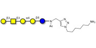 Globopentaose (Gb5) / Stage Specific Embryonic Antigen 3a (SSEA-3a) with free terminal amine (Linker-NH2 D)