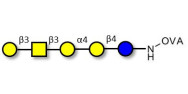 Globopentaose (Gb5) / Stage Specific Embryonic Antigen 3a (SSEA-3a) grafted on OVA