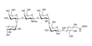 Globo-H hexaose / Stage Specific Embryonic Antigen 3b (SSEA-3b) grafted on BSA