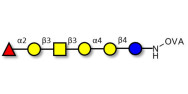 Globo-H hexaose / Stage Specific Embryonic Antigen 3b (SSEA-3b) grafted on OVA