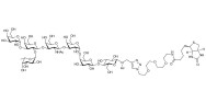 Globo-B heptaose linked to biotin (Linker-BT A)