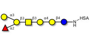 Globo-B heptaose grafted on HSA