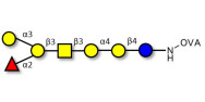 Globo-B heptaose grafted on OVA