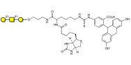 Core type 4 (Gb5 triose core structure) linked to biotin and fluorescein (Linker-BT-FLUO A)