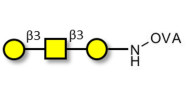 Core type 4 (Gb5 triose core structure) grafted on OVA