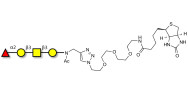 Blood group H antigen tetraose type 4 linked to biotin (Linker-BT A)
