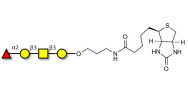 Blood group H antigen tetraose type 4 linked to biotin (Linker-BT B)