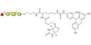 Blood group H antigen tetraose type 4 linked to biotin and fluorescein (Linker-BT-FLUO A)