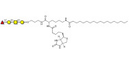 Blood group H antigen tetraose type 4 linked to biotin and stearic chain (Linker-BT-STEA A)