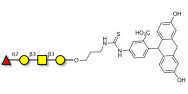 Blood group H antigen tetraose type 4 linked to fluorescein (Linker-FLUO A)
